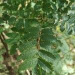 Sorbus aucuparia leaf picture by bernadetta zamaria (cc-by-sa)