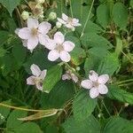 Rubus odoratus flower picture by Kristina Turner (cc-by-sa)