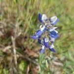 Lupinus bicolor flower picture by Bulbaovesen (cc-by-sa)