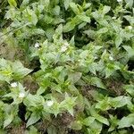 Stellaria nemorum habit picture by Sabina Hartmann (cc-by-sa)