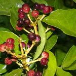 Dendropanax arboreus fruit picture by Nelson Zamora Villalobos (cc-by-nc)