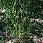 Chrysopogon zizanioides habit picture by Daniel Barthelemy (cc-by-nc)