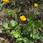 Geum sylvaticum habit picture by Dominique Wernert (cc-by-sa)