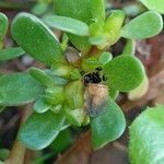 Portulaca oleracea fruit picture by Fabrice Rubio (cc-by-sa)