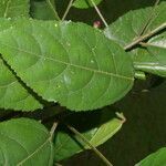 Pavonia schiedeana leaf picture by Nelson Zamora Villalobos (cc-by-nc)