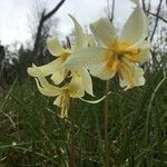 Erythronium oregonum flower picture by Denita Denita Stritelemeier (cc-by-sa)