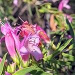 Penstemon newberryi flower picture by Kyle Ricio (cc-by-sa)