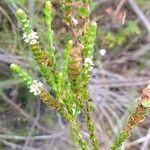 Baeckea imbricata habit picture by Boris Therock (cc-by-sa)