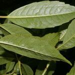 Hedyosmum costaricense leaf picture by Nelson Zamora Villalobos (cc-by-nc)