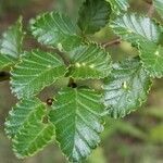 Nothofagus pumilio leaf picture by ian connop (cc-by-sa)