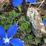 Gentiana brachyphylla leaf picture by Ma Burg (cc-by-sa)