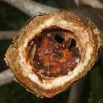 Cecropia insignis fruit picture by Nelson Zamora Villalobos (cc-by-nc)