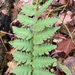 Dryopteris cristata leaf picture by kathy gilbert (cc-by-sa)