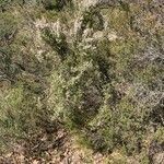 Erica arborea habit picture by Fabien Anthelme (cc-by-sa)