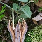 Aristolochia baetica fruit picture by Acosta García Isabel (cc-by-sa)