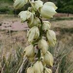 Yucca glauca flower picture by Kevin Ameling (cc-by-sa)