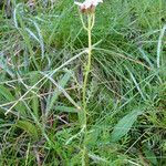 Achillea erba-rotta habit picture by Noel Benson (cc-by-sa)