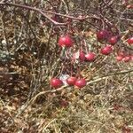 Rosa carolina fruit picture by Zachary Holderby (cc-by-sa)