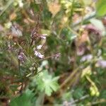 Vicia hirsuta flower picture by Gaël Covain (cc-by-sa)