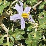 Solanum arundo flower picture by susan brown (cc-by-sa)