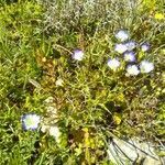 Convolvulus pentapetaloides habit picture by bas yves (cc-by-sa)