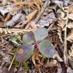 Gaultheria procumbens leaf picture by Karen Havens (cc-by-sa)