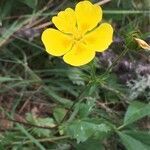 Potentilla grandiflora flower picture by Francois Mansour (cc-by-sa)