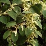 Clethra acuminata flower picture by Sabrina Bowyer (cc-by-sa)