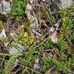 Cytisus decumbens habit picture by Martin Bishop (cc-by-sa)