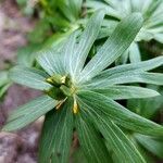 Eranthis hyemalis fruit picture by Reinhard Bachmann (cc-by-sa)