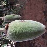 Adansonia digitata fruit picture by Denis Bastianelli (cc-by-sa)