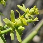 Euphorbia balsamifera flower picture by Sarami (cc-by-sa)