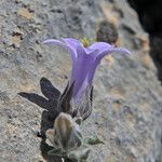 Campanula celsii flower picture by dimitris log (cc-by-sa)