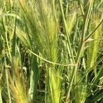 Hordeum murinum habit picture by xavier (cc-by-sa)