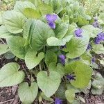 Viola odorata habit picture by charlie 78 (cc-by-sa)