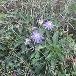 Passiflora incarnata habit picture by Eli Small (cc-by-sa)