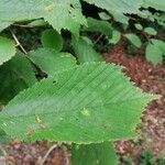 Ulmus glabra leaf picture by Jorge (cc-by-sa)