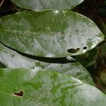 Passiflora pittieri leaf picture by Nelson Zamora Villalobos (cc-by-nc)