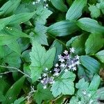 Tiarella trifoliata flower picture by Jim Conroy (cc-by-sa)