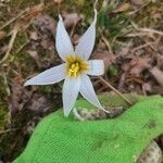 Erythronium albidum flower picture by W Bri (cc-by-sa)