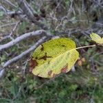 Alnus cordata leaf picture by Denis Bastianelli (cc-by-sa)