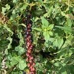 Phytolacca icosandra fruit picture by erick cuevas (cc-by-sa)