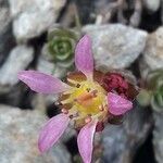 Saxifraga biflora flower picture by Fabrice Mélet (cc-by-sa)