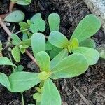 Portulaca oleracea leaf picture by Gaspard Amoroso (cc-by-sa)