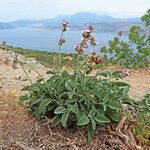 Salvia pomifera habit picture by dimitris log (cc-by-sa)