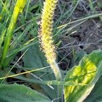 Plantago australis habit picture by Trap Hers (cc-by-sa)