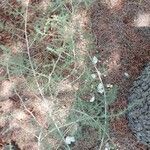 Asparagus acutifolius habit picture by Ettore vecchi (cc-by-sa)