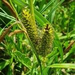 Carex riparia flower picture by akire kilbuk (cc-by-sa)