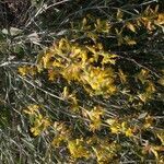 Anthyllis cytisoides flower picture by juanbautistafernandez (cc-by-sa)