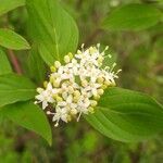 Cornus sericea flower picture by Jake Gaster (cc-by-sa)